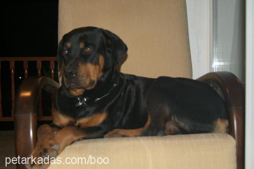 maya Dişi Rottweiler