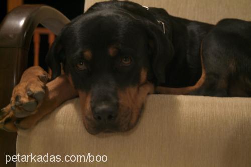 maya Dişi Rottweiler