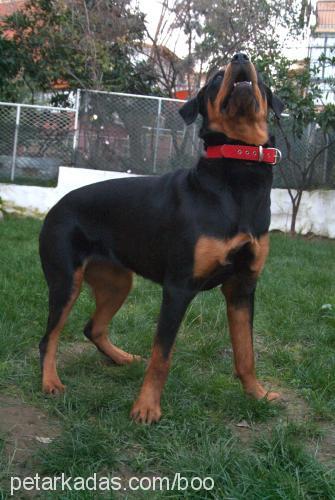 maya Dişi Rottweiler