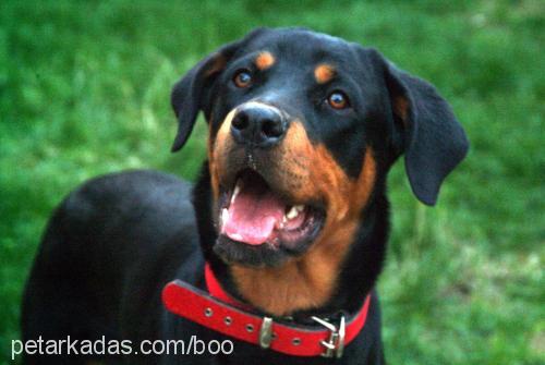 maya Dişi Rottweiler