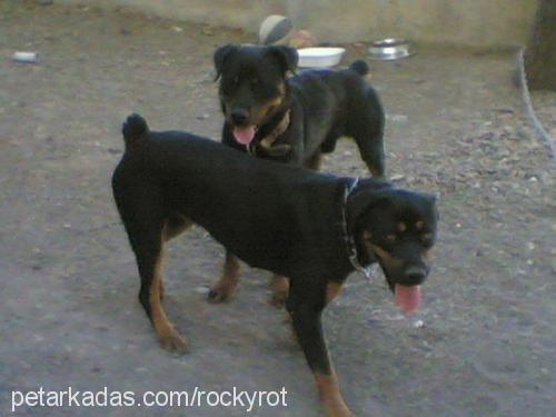 rocky Erkek Rottweiler