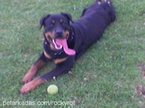 rocky Erkek Rottweiler