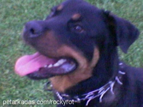 rocky Erkek Rottweiler