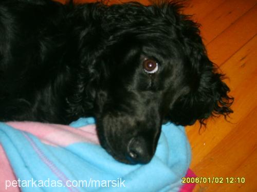 marsık Erkek İngiliz Cocker Spaniel