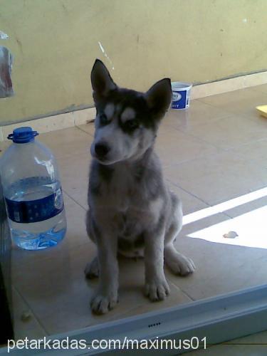 maxmaxımus Erkek Sibirya Kurdu (Husky)