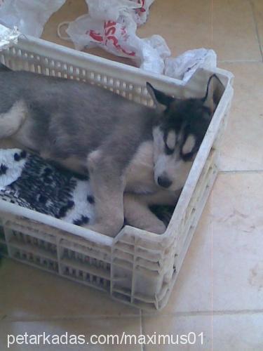 maxmaxımus Erkek Sibirya Kurdu (Husky)