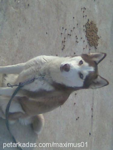 maxmaxımus Erkek Sibirya Kurdu (Husky)