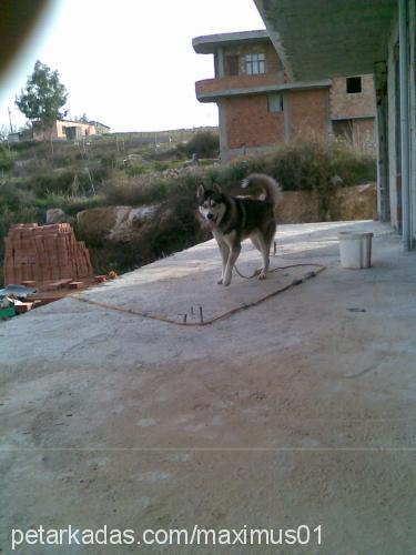 maxmaxımus Erkek Sibirya Kurdu (Husky)