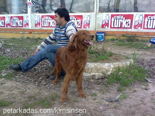 tomi Erkek İrlandalı Setter