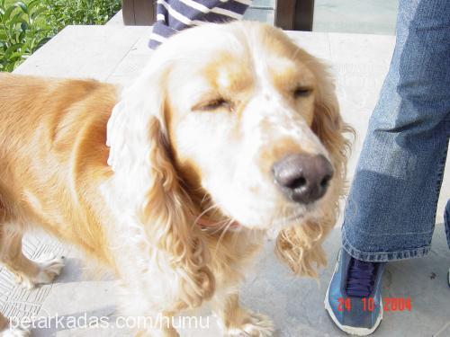 carmen Dişi Amerikan Cocker Spaniel