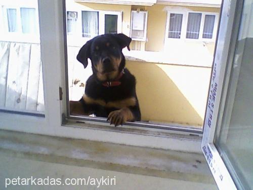 rita Dişi Rottweiler