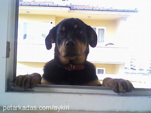 rita Dişi Rottweiler