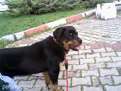 rita Dişi Rottweiler