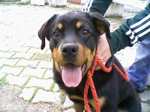 rita Dişi Rottweiler