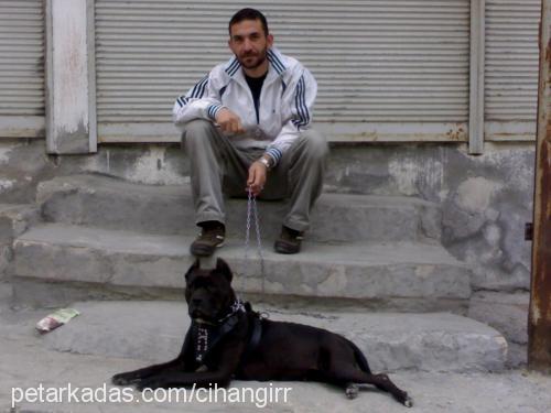 rocky Dişi Amerikan Staffordshire Terrier