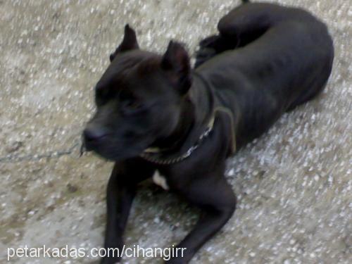 rocky Dişi Amerikan Staffordshire Terrier