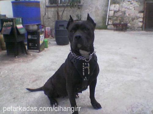 rocky Dişi Amerikan Staffordshire Terrier