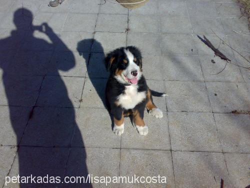 costa Erkek Bernese Dağ Köpeği