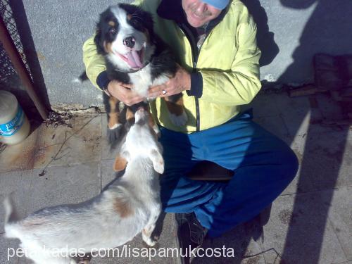 costa Erkek Bernese Dağ Köpeği