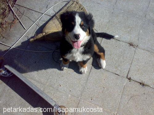 costa Erkek Bernese Dağ Köpeği