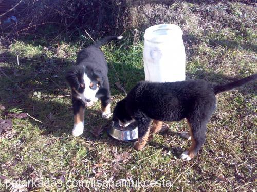 costa Erkek Bernese Dağ Köpeği