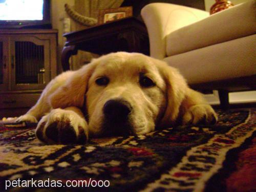 oddie Dişi Golden Retriever