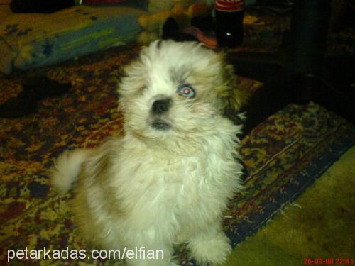 luna Dişi Shih-Tzu