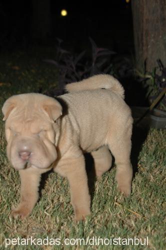 dino Erkek Çin Shar-Pei