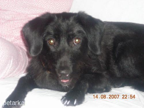 zeytin Dişi Sokö (Sokak Köpeği)