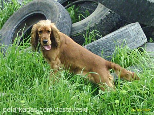 shannon Dişi Amerikan Cocker Spaniel