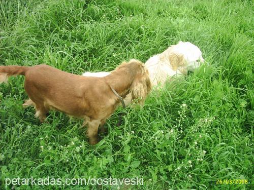 shannon Dişi Amerikan Cocker Spaniel