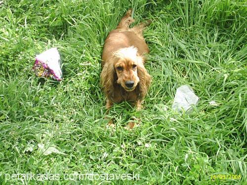 shannon Dişi Amerikan Cocker Spaniel