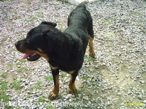 asi Dişi Rottweiler