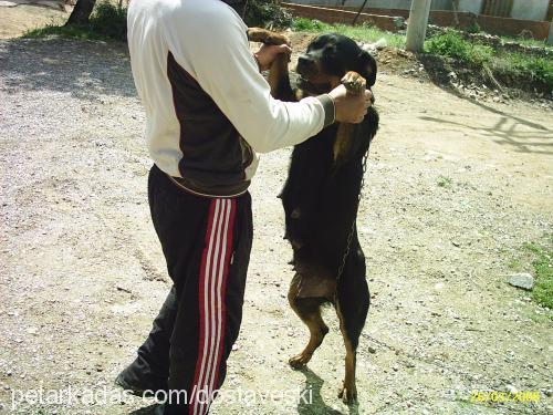 asi Dişi Rottweiler