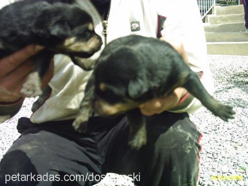 asi Dişi Rottweiler