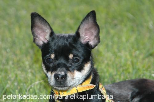 pumbha Erkek Minyatür Pinscher