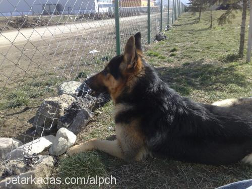 ringo Erkek Alman Çoban Köpeği