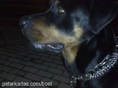 kopuk Erkek Rottweiler