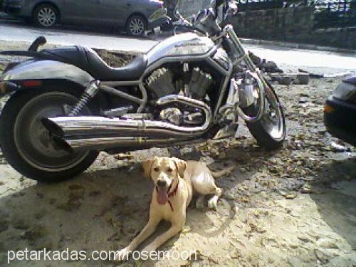 harley Dişi Labrador Retriever