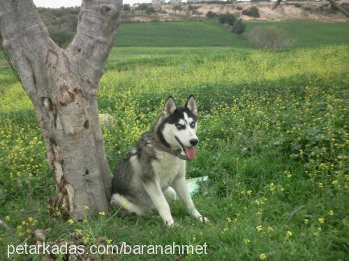 paşa Erkek Sibirya Kurdu (Husky)