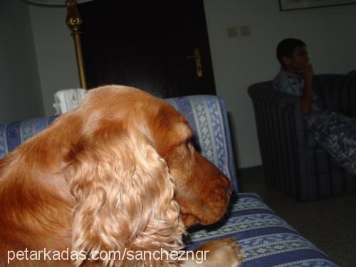 daisy Dişi İngiliz Cocker Spaniel