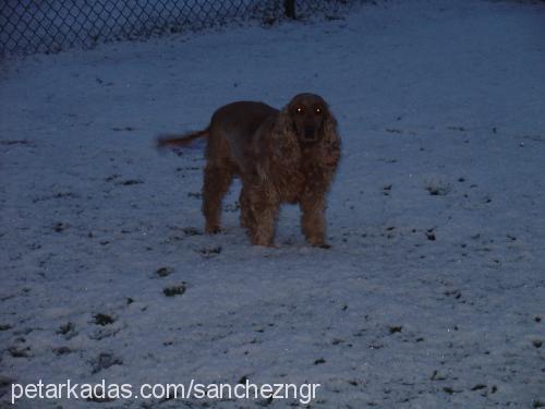 daisy Dişi İngiliz Cocker Spaniel