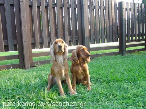 daisy Dişi İngiliz Cocker Spaniel