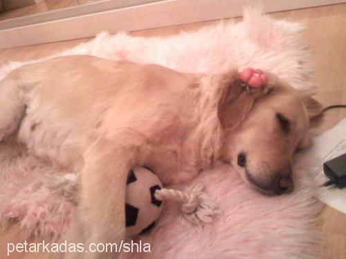 shela Dişi Golden Retriever