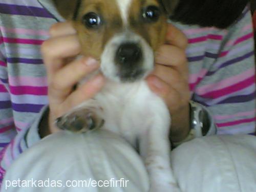 fırfır Dişi Jack Russell Terrier