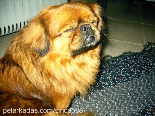 pasha Erkek Pekingese