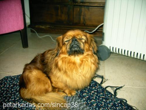 pasha Erkek Pekingese