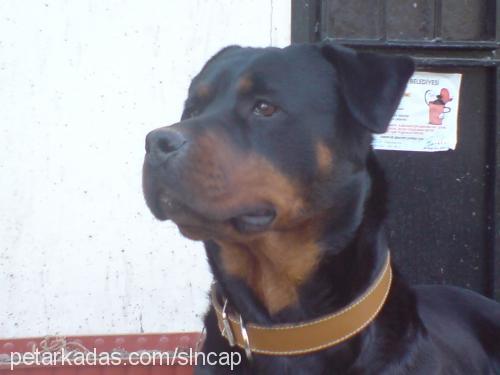 pity Dişi Rottweiler