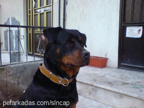 pity Dişi Rottweiler