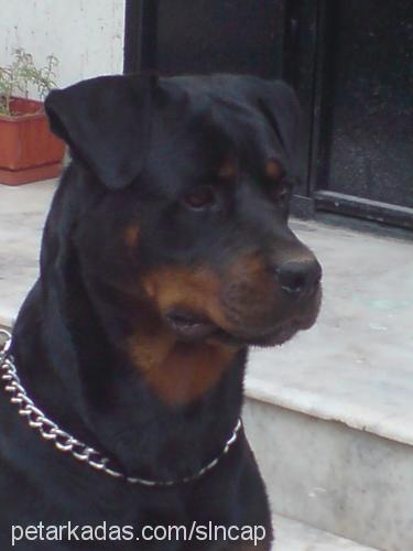 pity Dişi Rottweiler